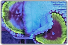 Psychedellic Palythoa Grandis